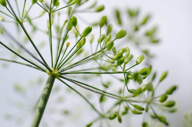 Whimsical herbs